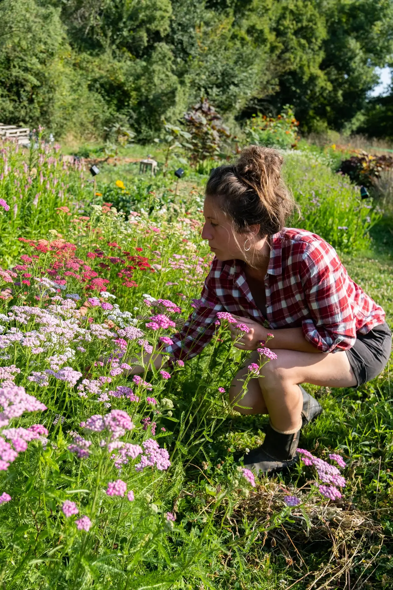 Produttrice che raccoglie fiori commestibili nel suo giardino